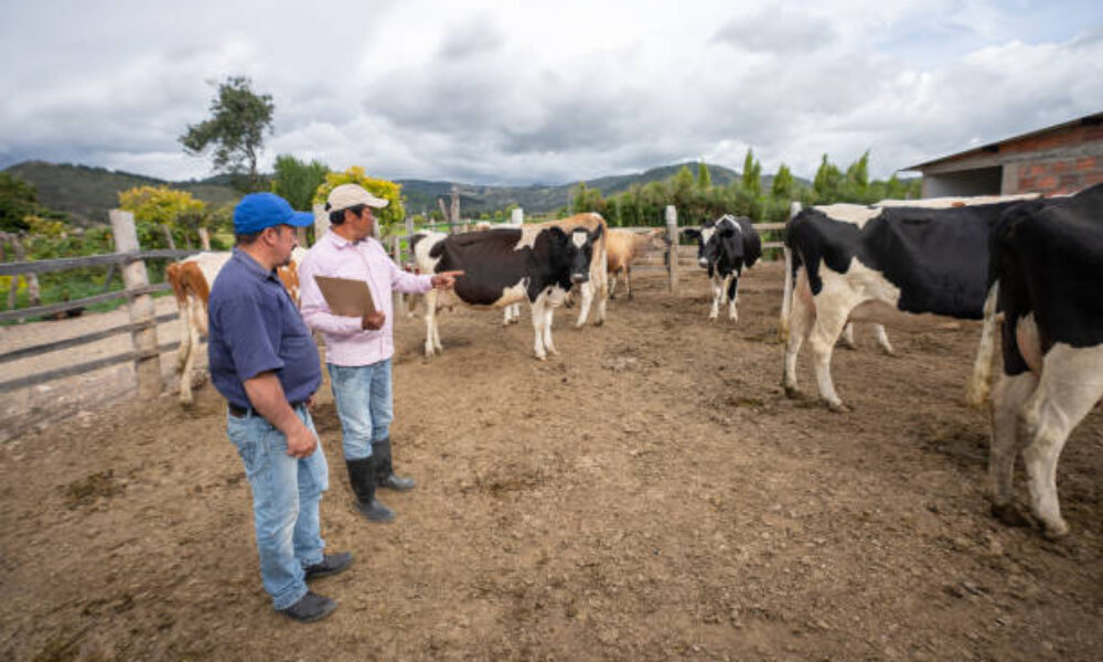 ¡Alerta para productores agropecuarios de Usme! Prevención del carbón sintomático