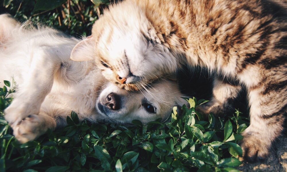 Esterilización gratuita de perros y gatos