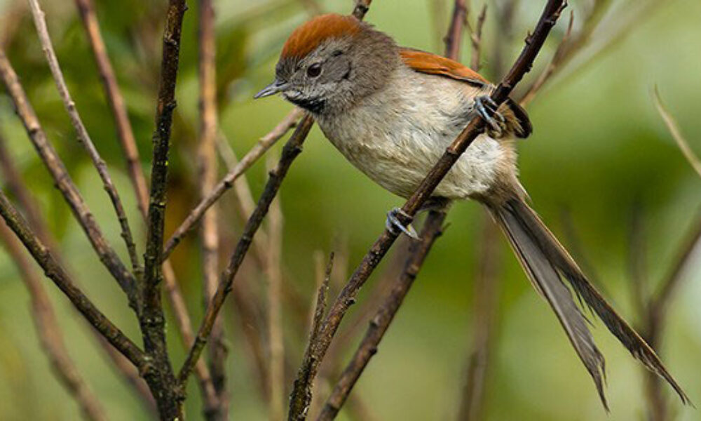 Conoce la Fauna y la Flora del Relleno Sanitario Doña Juana