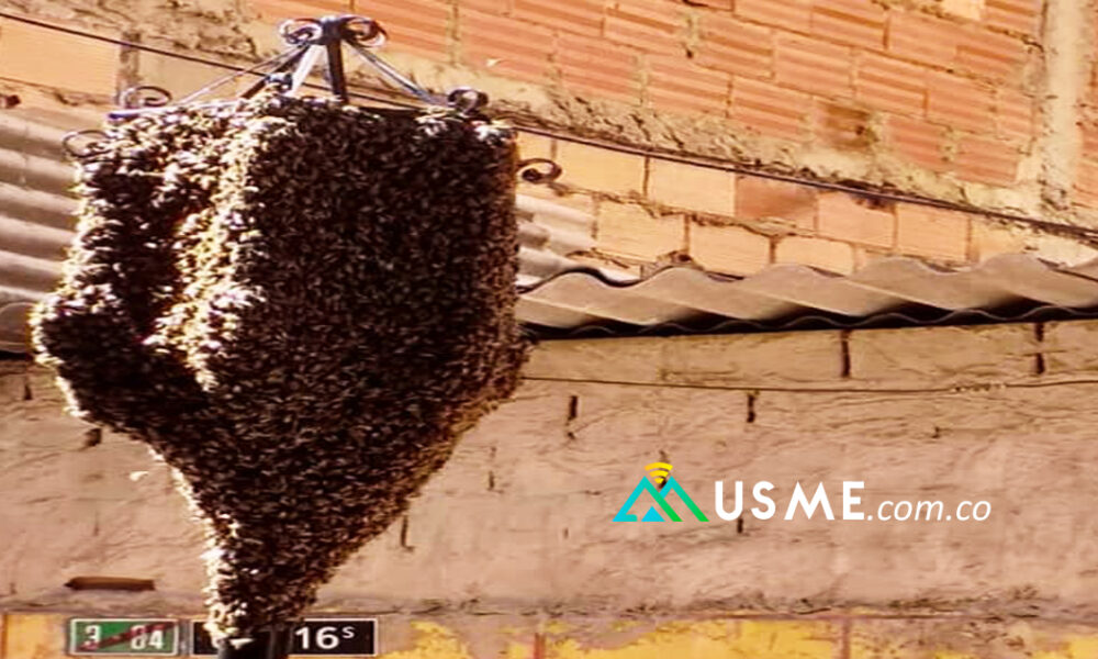 Bomberos atendió llamado de la comunidad por enjambre de abejas