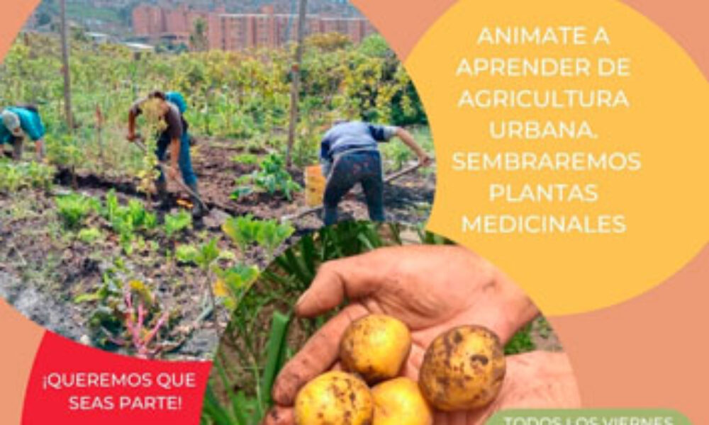 Aprende de agricultura urbana en Cantarrana