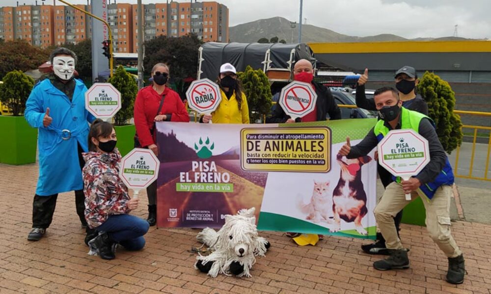 Pisa el freno: campaña para evitar accidentes con animales