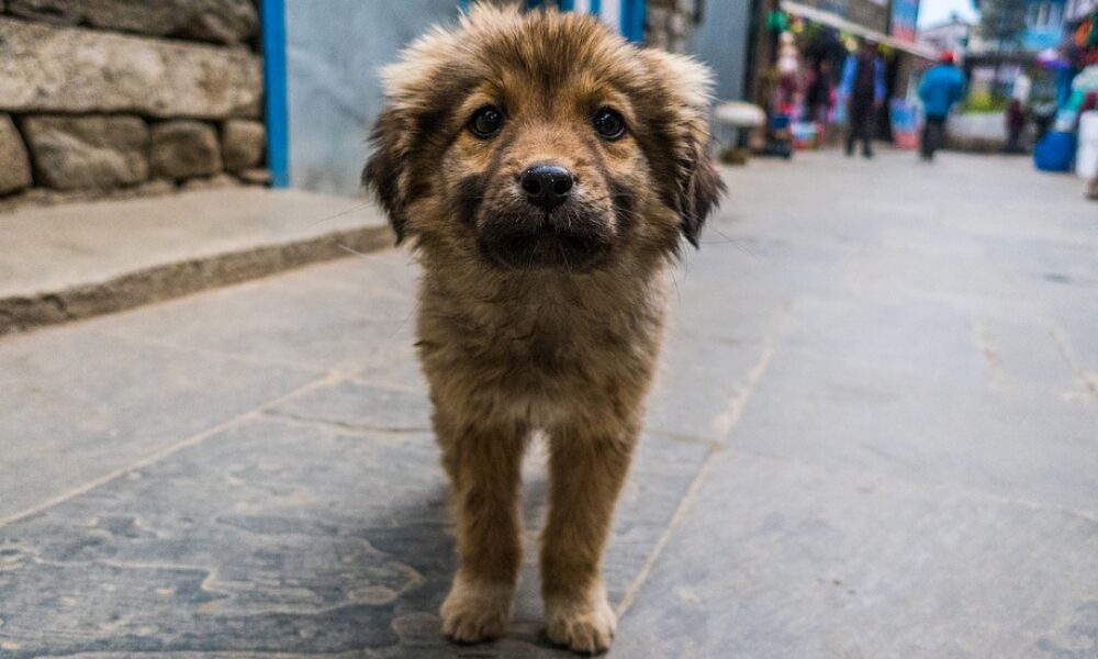 Súmate a esta causa y dona comida para animales de la calle