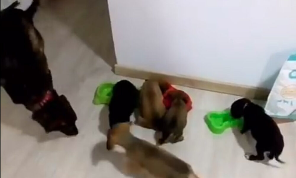 Perros rescatados en Tocaimita necesitan alimento.