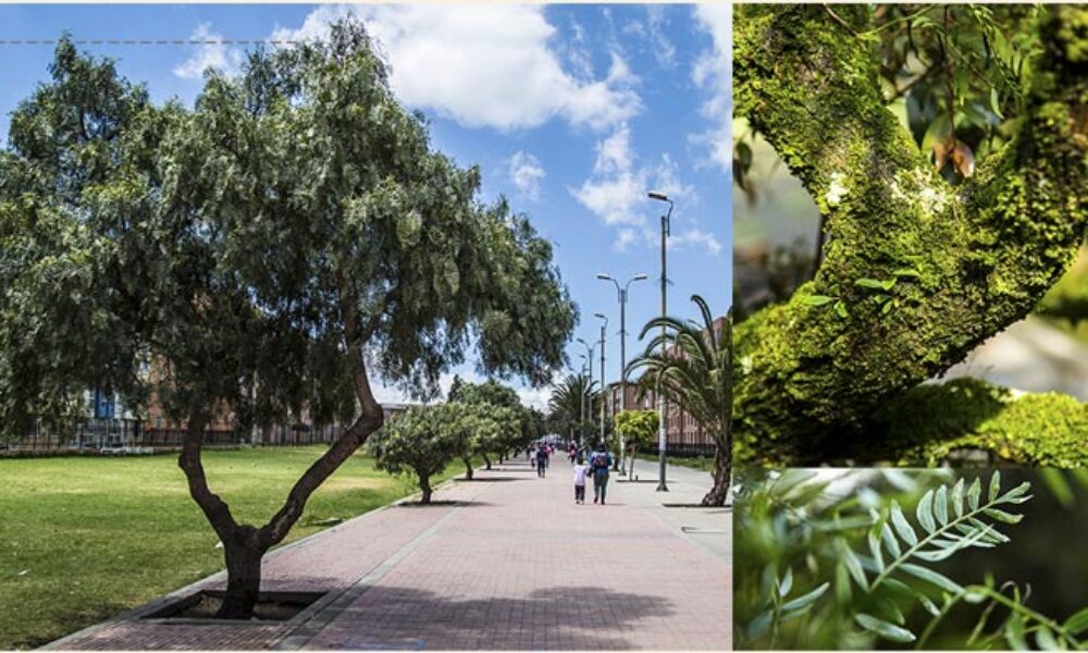 Algunos árboles y arbustos de la zona urbana de Usme