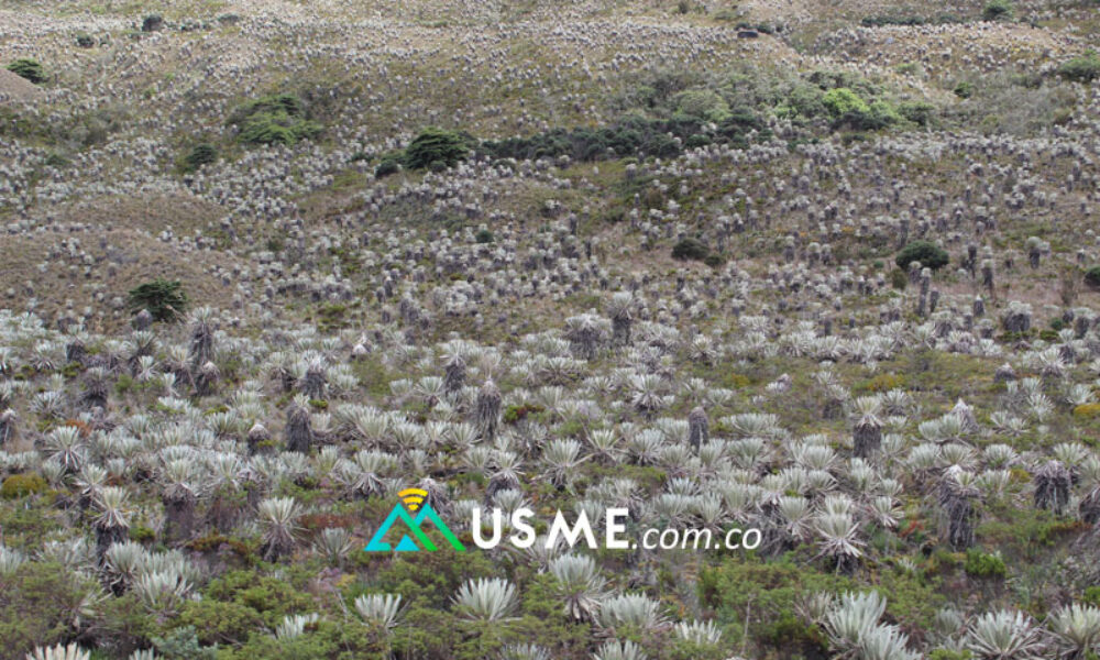 Visita al Páramo de Sumapaz: Ecoturismo sostenible