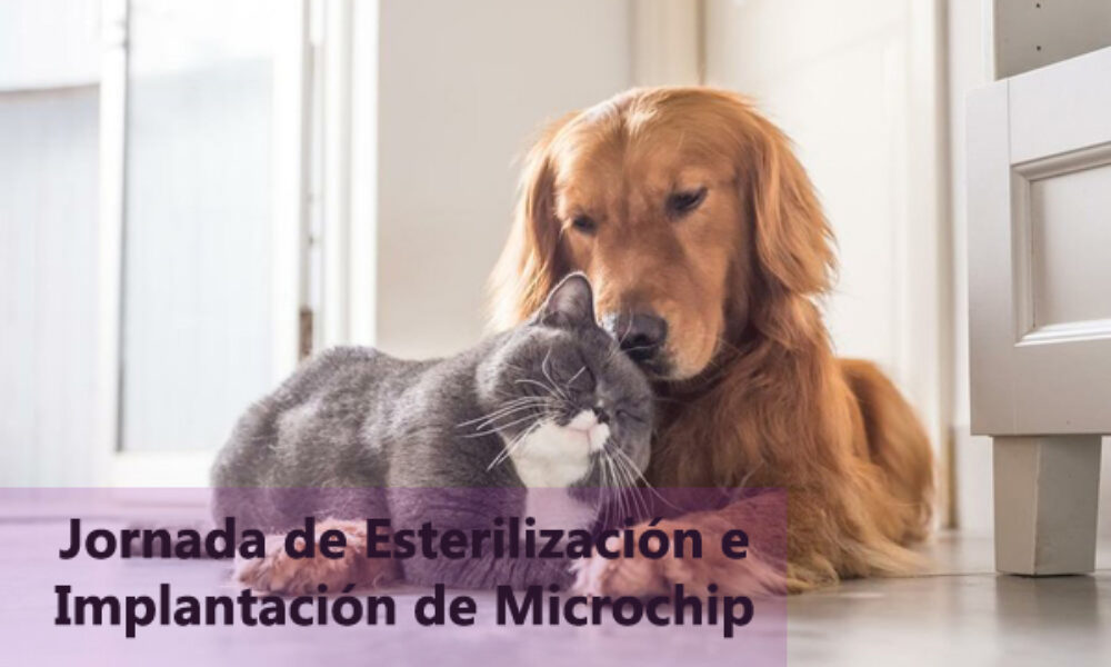 Jornada de Esterilización e Implantación de Microchip en Usme