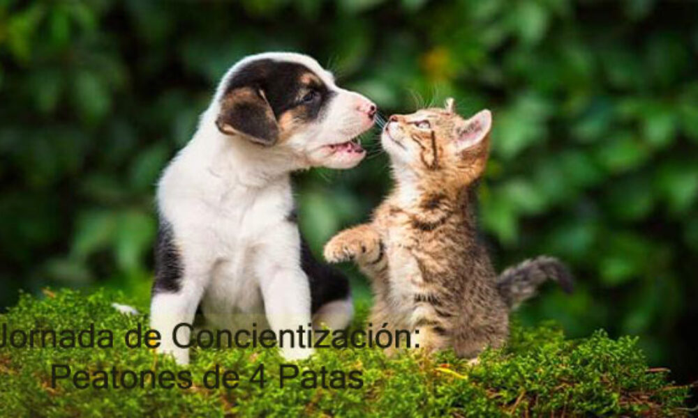 Jornada de Concientización: Peatones de 4 patas