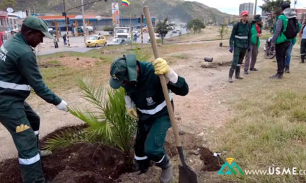 Así fue la jornada de siembra de árboles en el separador de la Boyacá