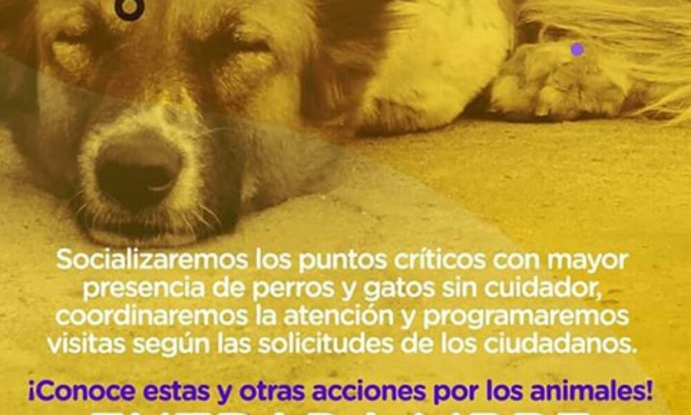 Conoce Cómo Ayudar a los Animales Más Vulnerables de Usme