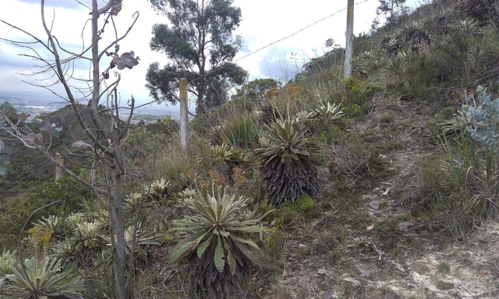 RAPE realizó recorrido en Usme para restauración de ecosistemas