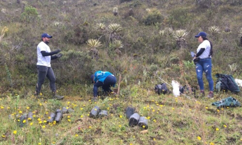 Sembratón de arboles nativos en Usme Rural