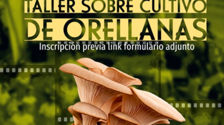 Taller de Orellanas