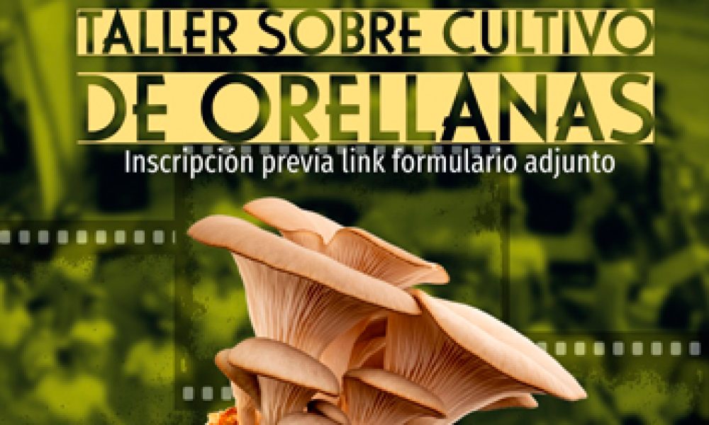 Taller de Orellanas